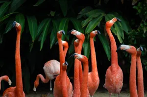 A Flamboyance of Flamingos