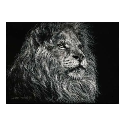 African Lion