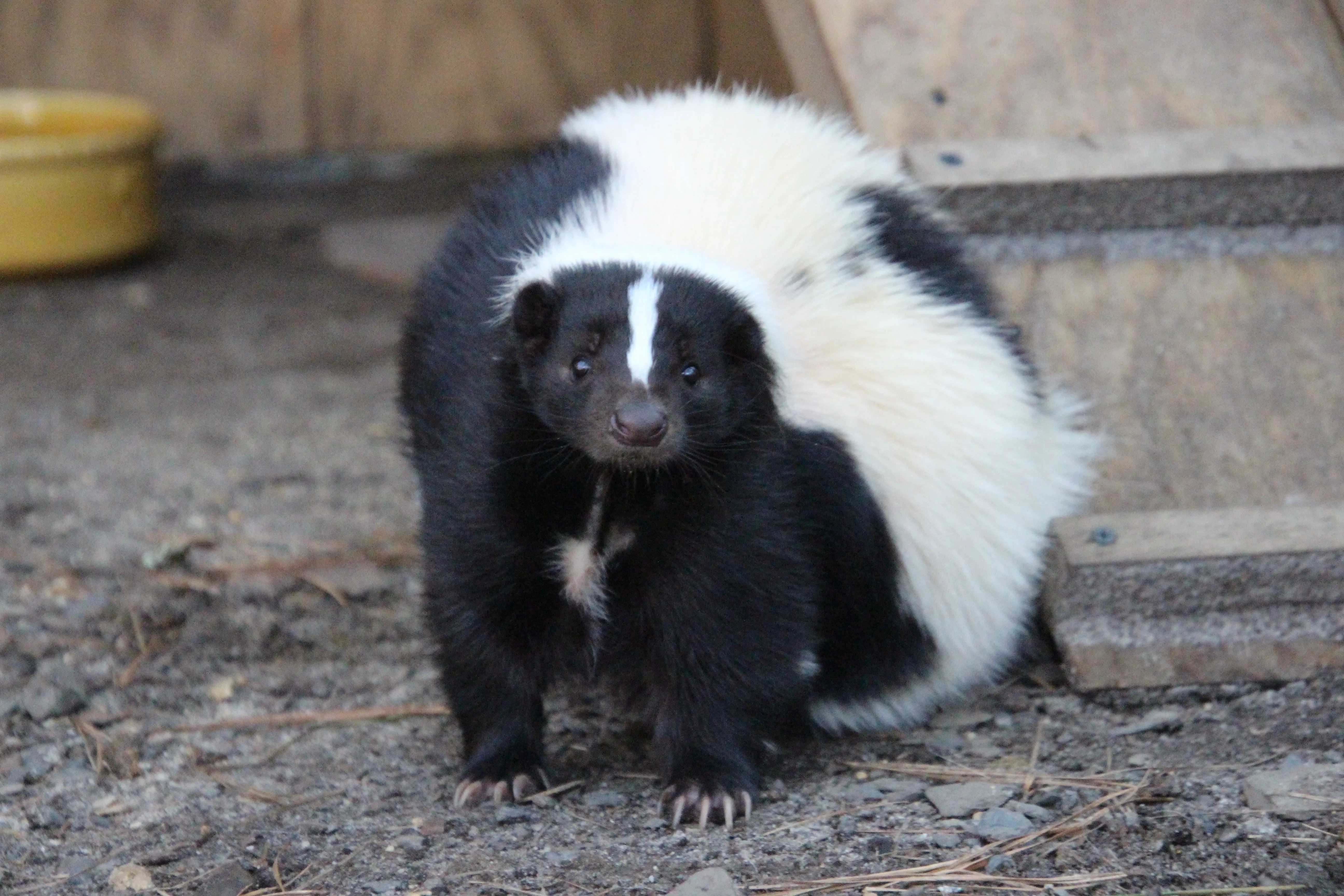 Amazing Animals: Skunks