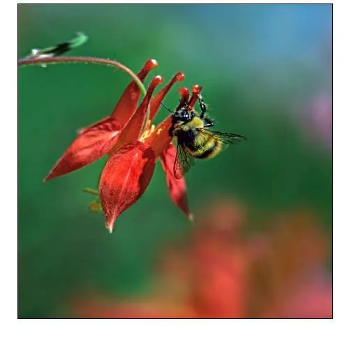 Bee on wild columbine-Mount Rainier-Washington