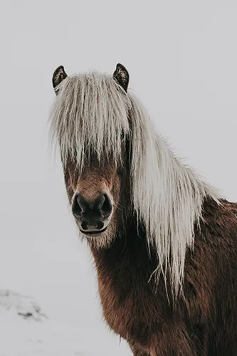 Brown Horse in Snow