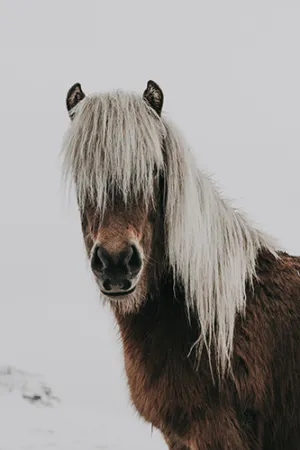 Brown Horse in Snow