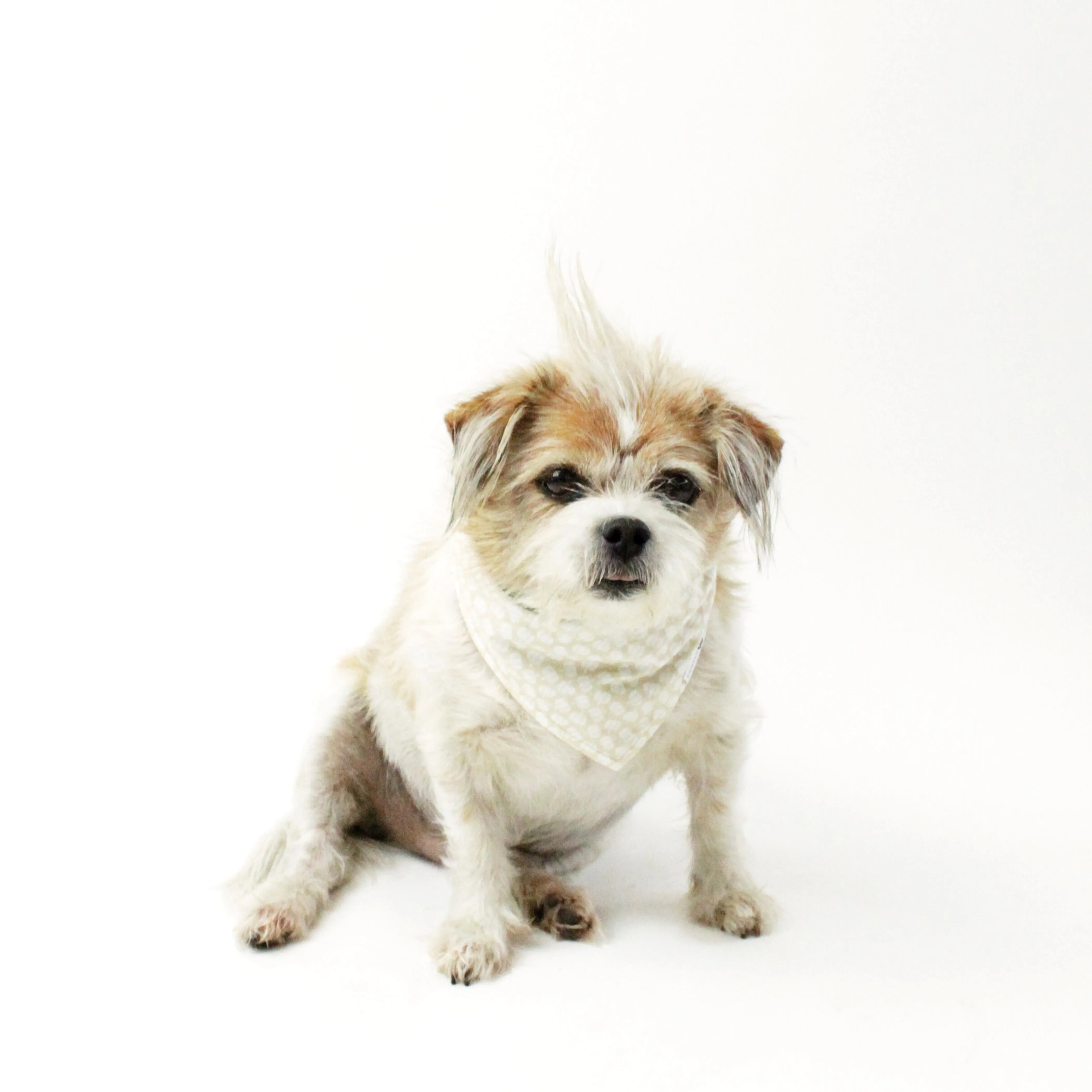 Buddy Reversible Bandana