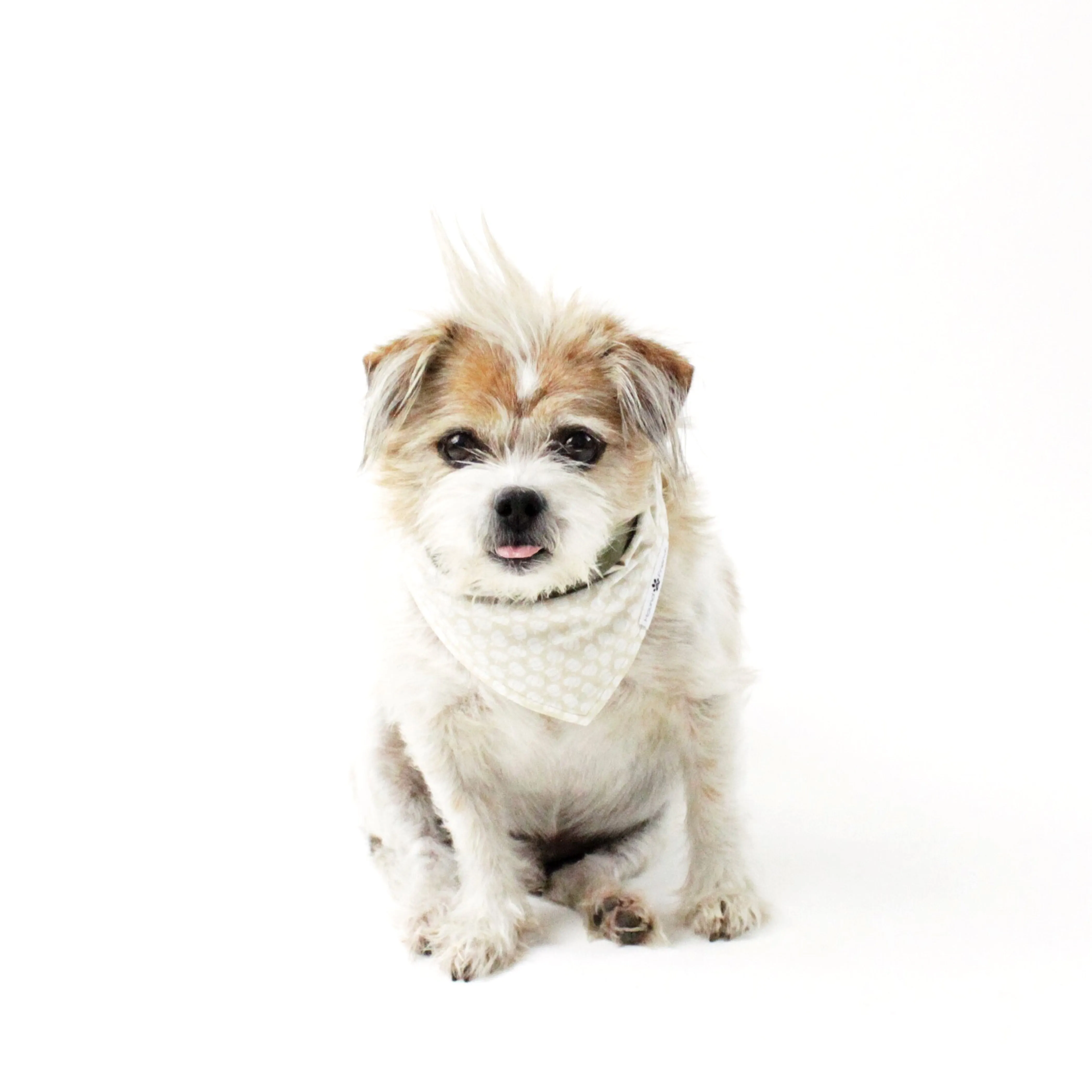 Buddy Reversible Bandana