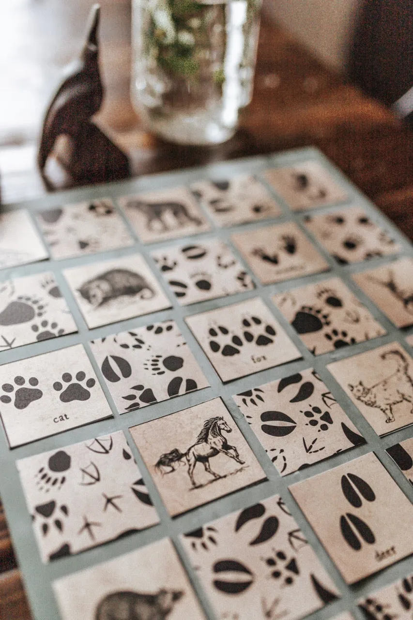 Curio Nature Society Field Guide Issue 12- ANIMALS