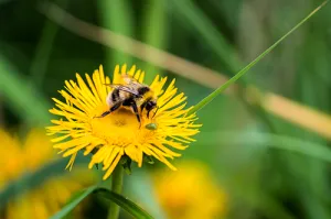 Dandelion and Bee