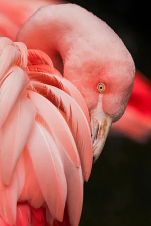 Flamingo Feathers