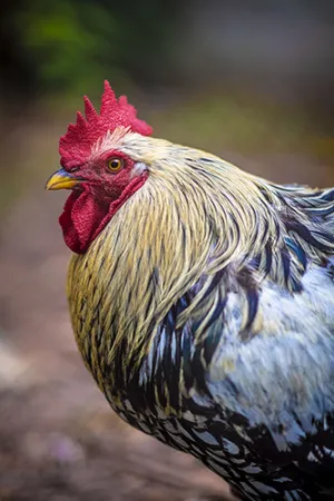 Golden Chicken Profile