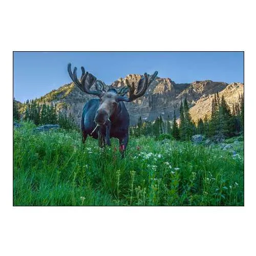 Grazing Bull Moose Eye to Eye with Photographer-Wasatch Mountains-Alta-Utah-USA