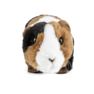 Guinea Pig