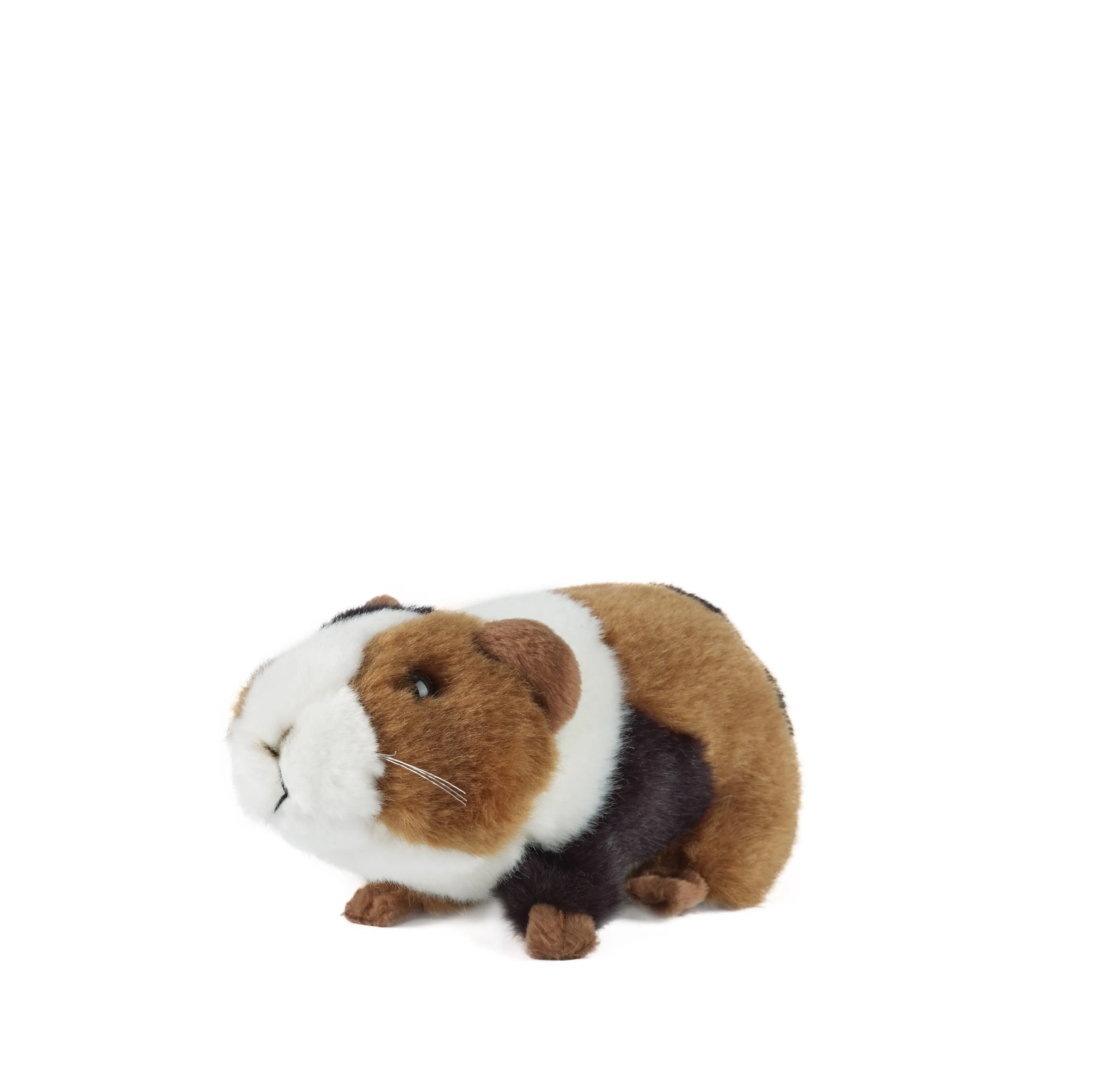 Guinea Pig