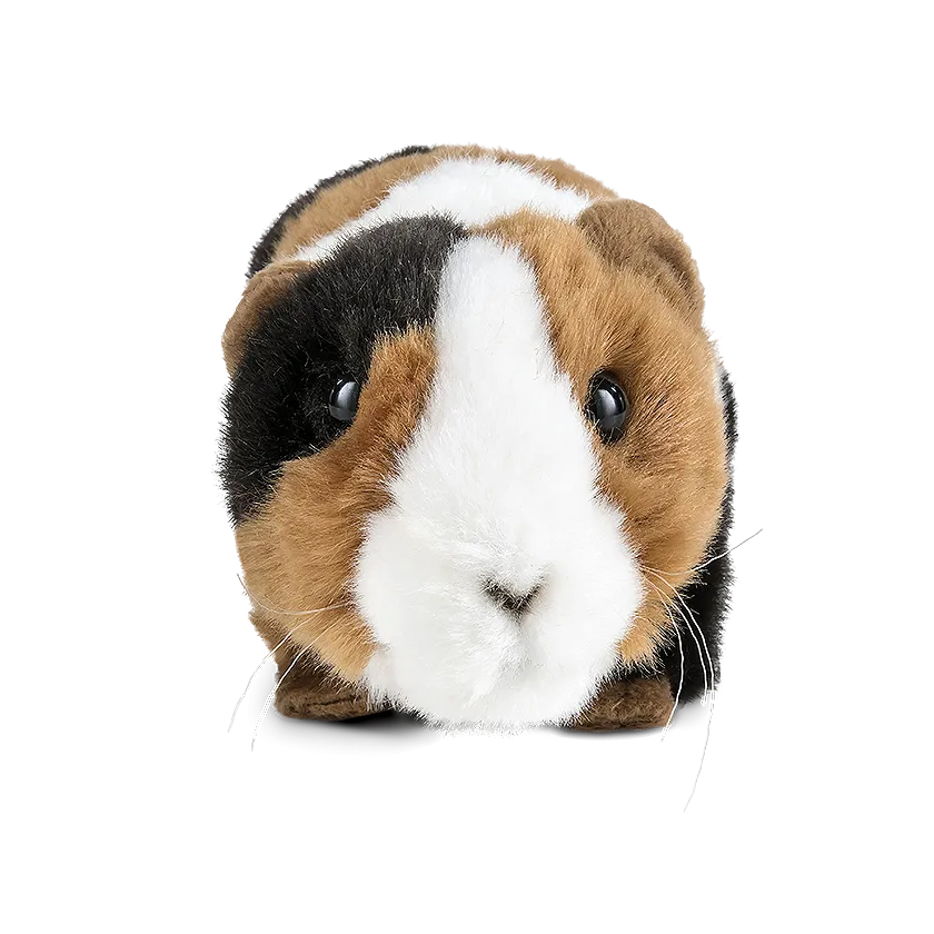 Guinea Pig