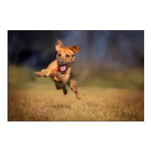 Happy Scooby