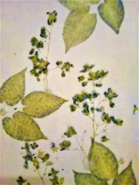 INTRO TO THE MAGIC OF ECO-PRINTING WITH DIANE KUEHN