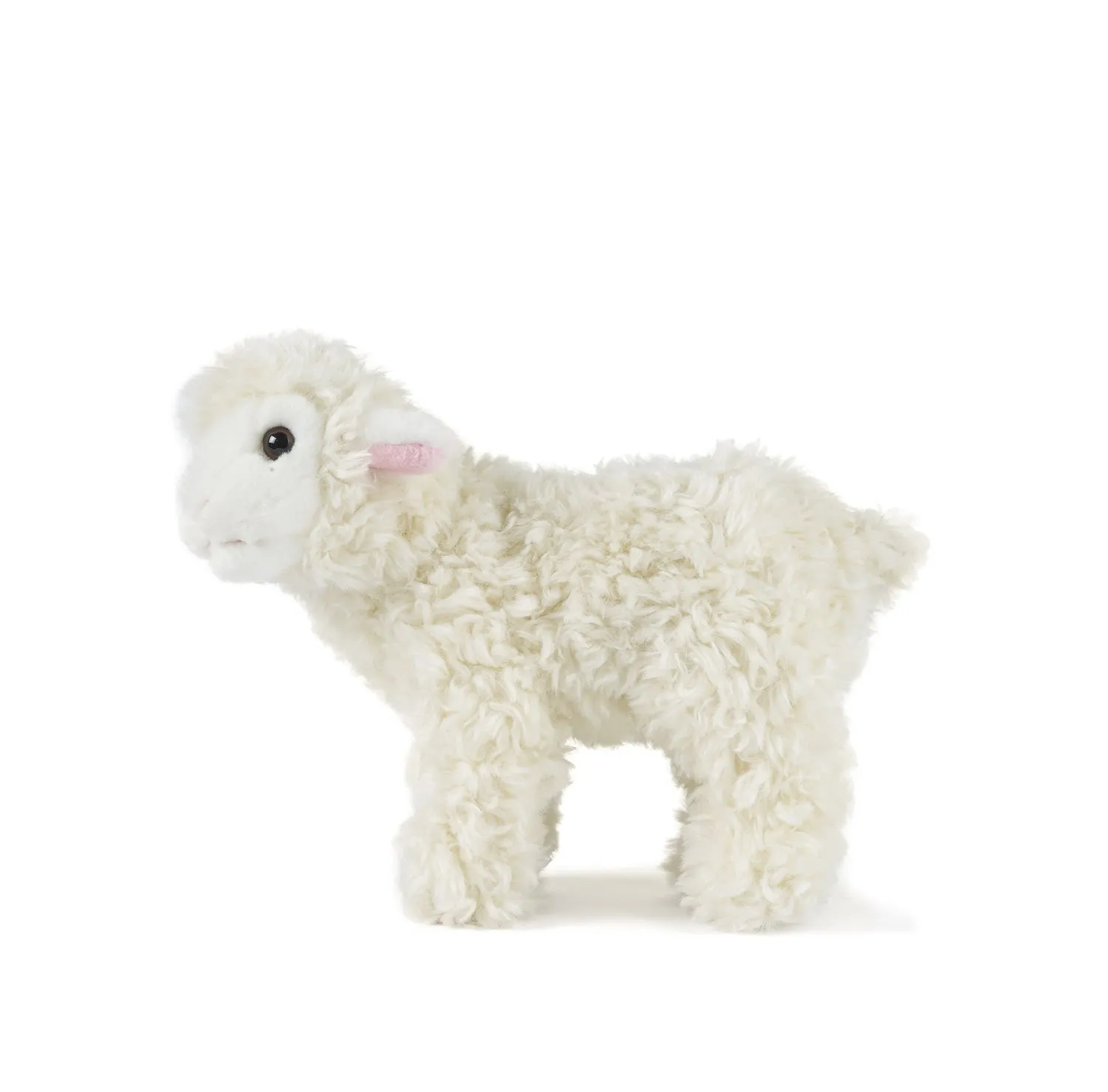 Lamb