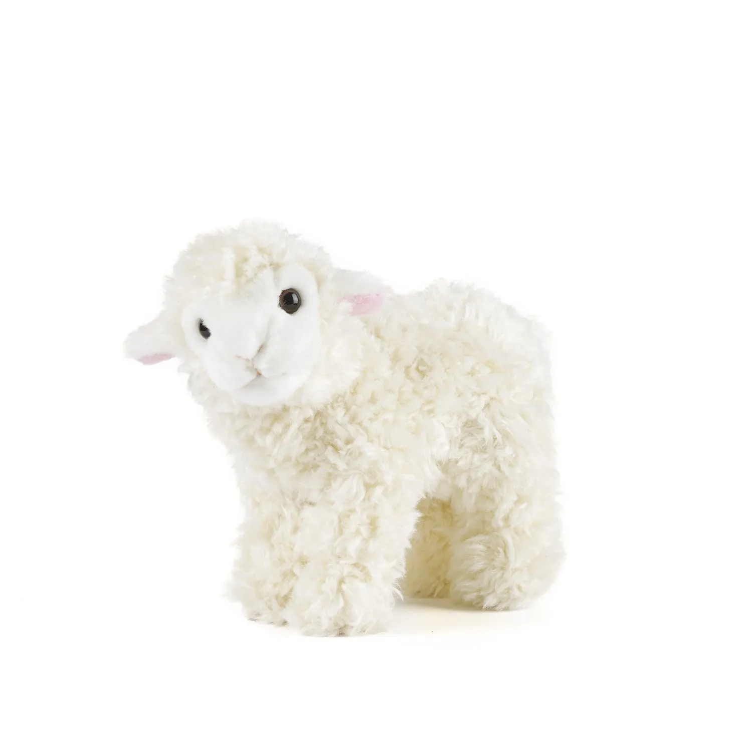 Lamb