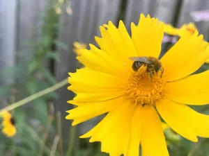 Lance Leaf Coreopsis Seed Bombs