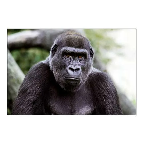 Lowland Gorilla