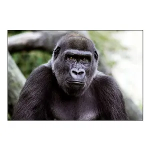Lowland Gorilla