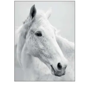 Nordic Horse II