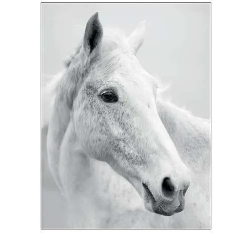Nordic Horse II