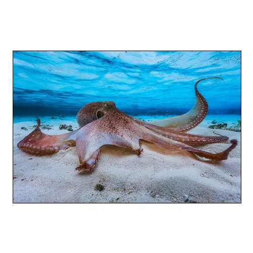 Octopus