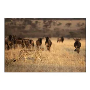 On The Hunt