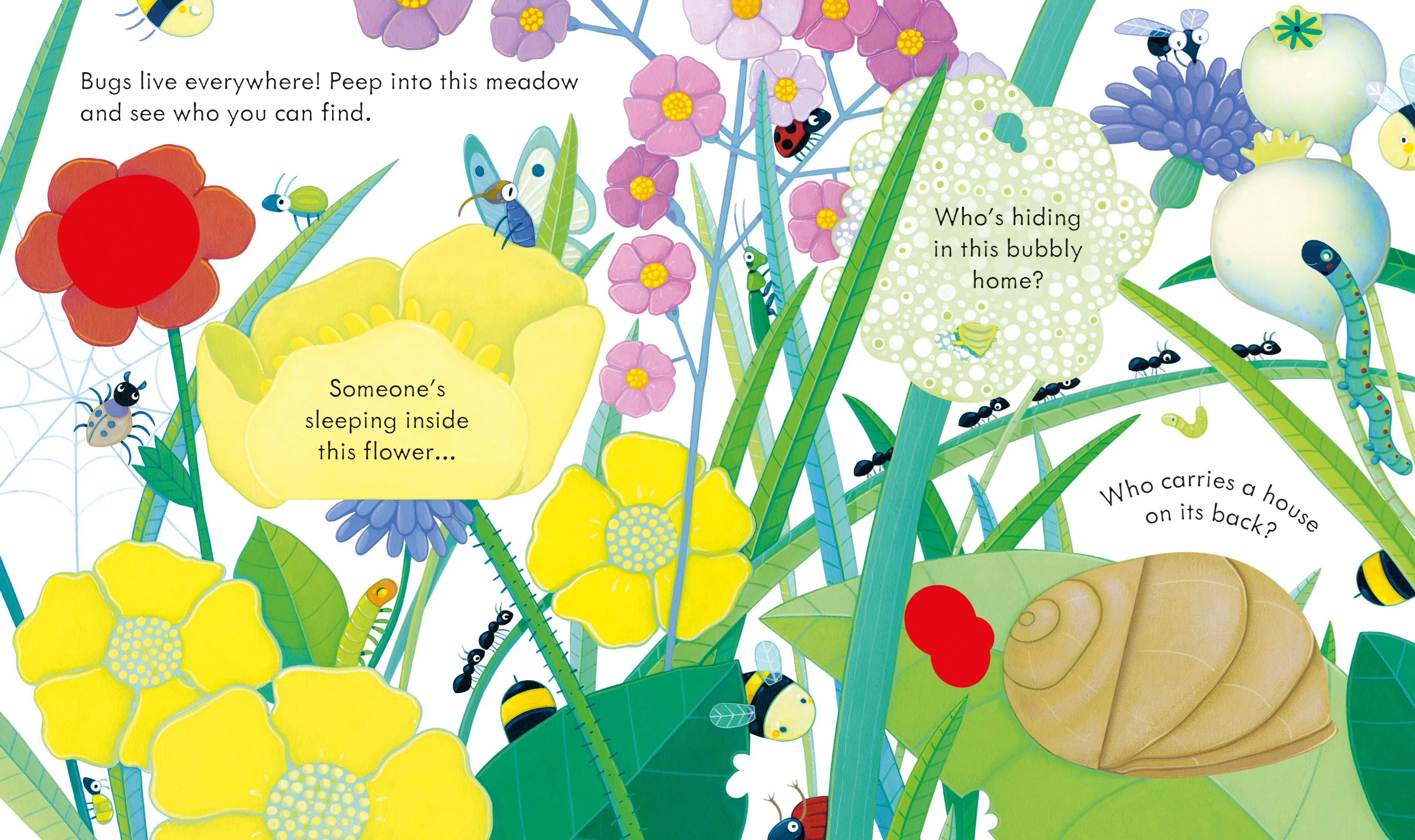 PEEP INSIDE BUG HOMES (BOARD)