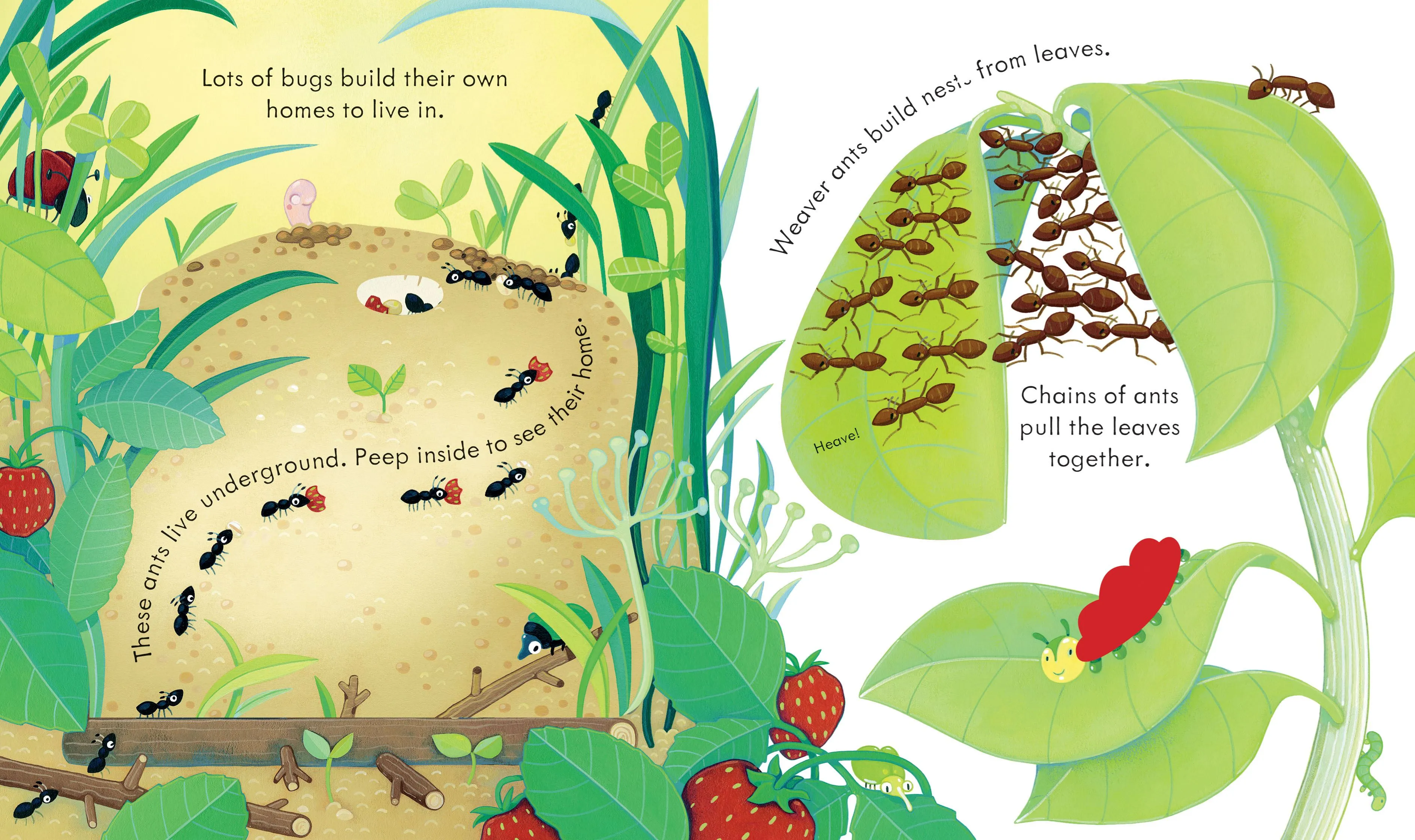 PEEP INSIDE BUG HOMES (BOARD)