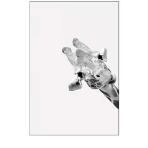 Quirky Giraffes 3