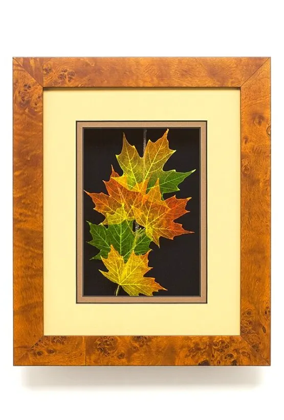 Sugar Maple Leaves 8 x 10