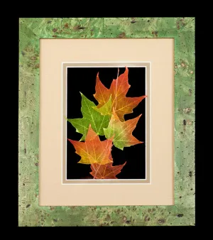 Sugar Maple Leaves 8 x 10