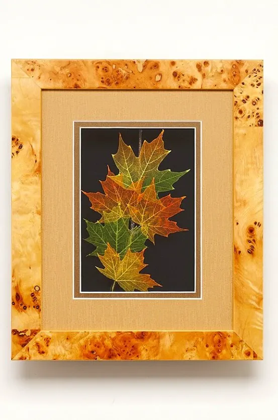 Sugar Maple Leaves 8 x 10