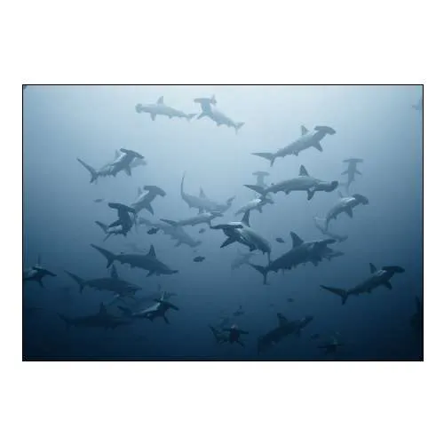 swarming