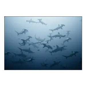 swarming