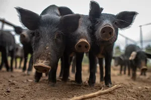 Three Pigs in a Pen