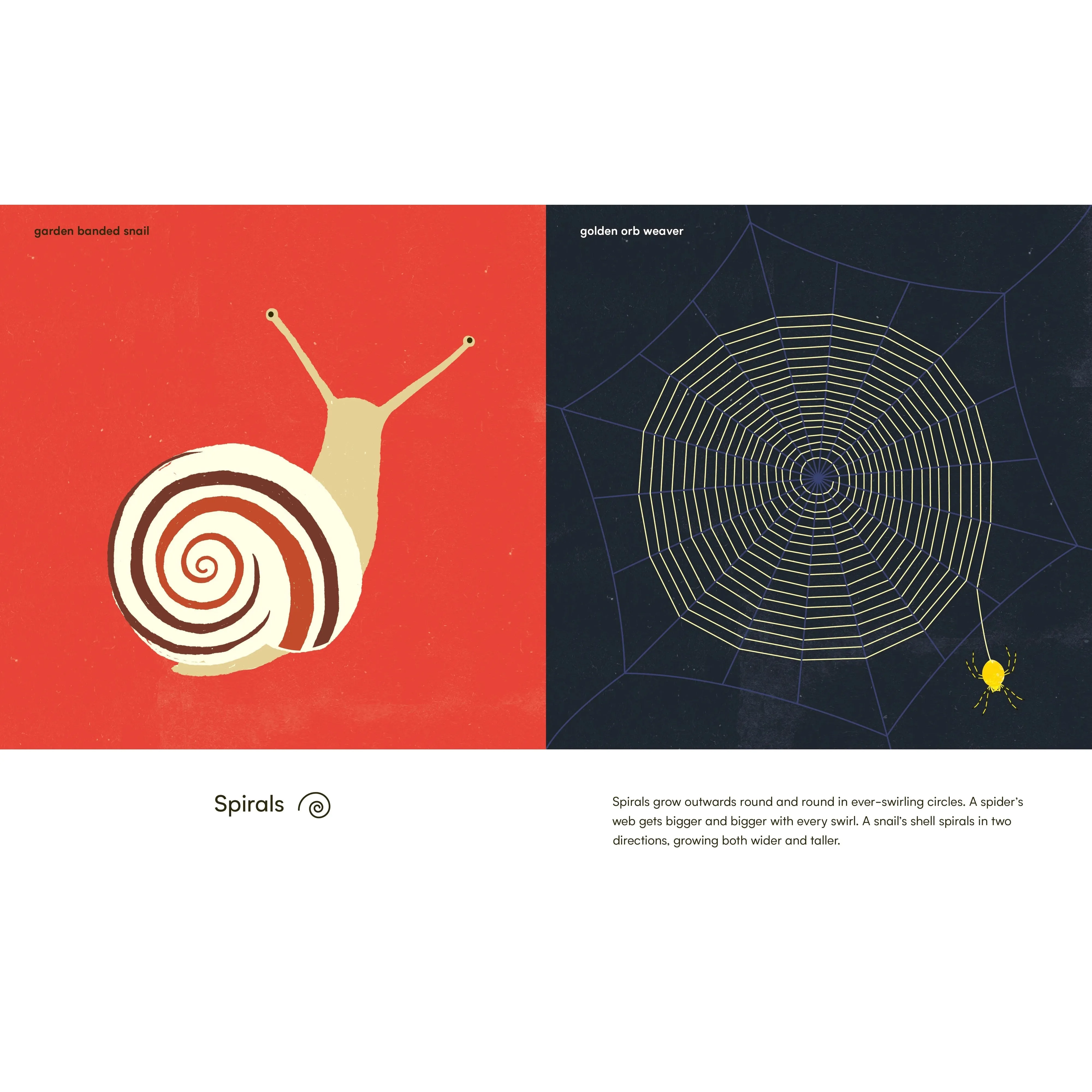 Wings, Waves, and Webs - Patterns in Nature