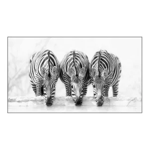Zebras